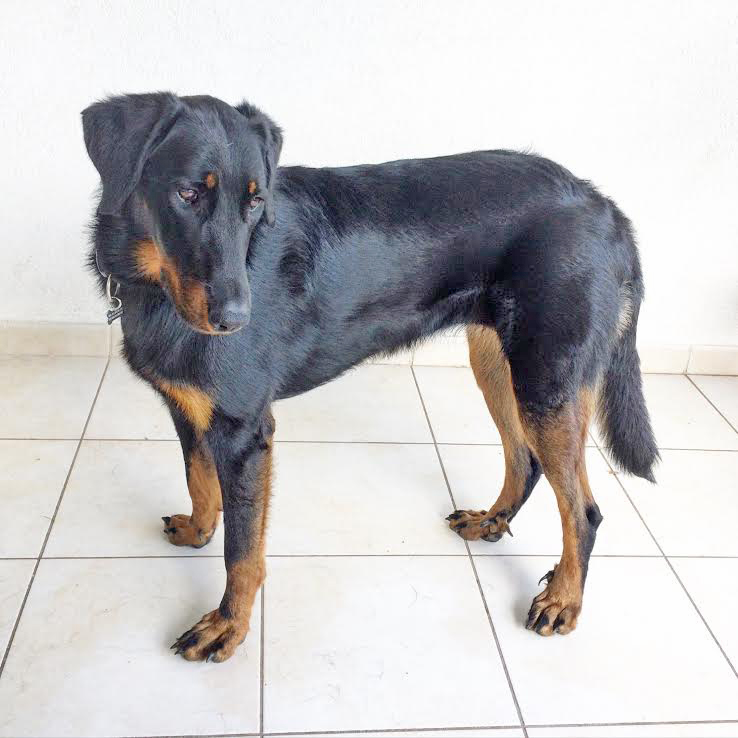 domainedelalicorne.fr photo chien beauceron photo chiot beauceron Elevage de beauceron chiot beauceron pure race élevage du clos de la licorne elevage des gardiens de la licorne elevage beauceron noir et feu authentique gros gabarits élevage de Beauceron familial sérieux et qualité domainedelalicorne.fr suivi des chiots conseil d’éducation chiot propre bas rouge santé caractère spécialiste du beauceron noir et feu ou arlequin chien rustique berger de France  nos chiots sont élevés avec amour et attention notre passion au service de la qualité Beauceron de qualité et sportif domaine de la licorne 04380 BARRAS élevage en liberté éleveur berger de beauce élevage de beauceron de travail 06 11 20 51 93 site domainedelalicorne.fr mail domainedelalicorne@gmail.com